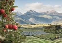 VOG té la poma bio per a cada necessitat, 12 mesos a l’any VOG
