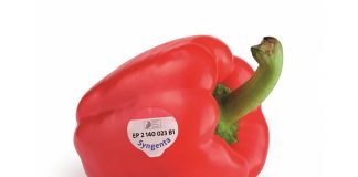 Patent on sweet and hot peppers not revoked