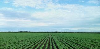 European organic companies welcome the efforts to fight the proliferation of green claims & labels but request to better encompass the F2F Strategy