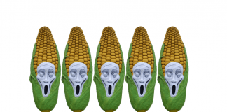 Opposition against the patent on maize