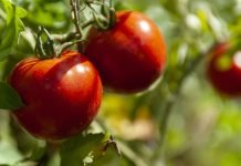 Green Claims: The fight against greenwashing must be based on methodologies promoting the transition towards more sustainable food systems