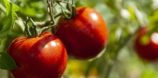 Green Claims: The fight against greenwashing must be based on methodologies promoting the transition towards more sustainable food systems