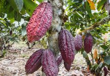 OrigenEcuador: heritage, tradition and culture through chocolate
