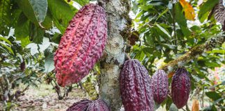 OrigenEcuador: heritage, tradition and culture through chocolate