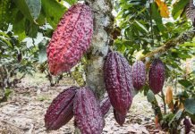 OrigenEcuador: patrimonio, tradición y cultura mediante el chocolate
