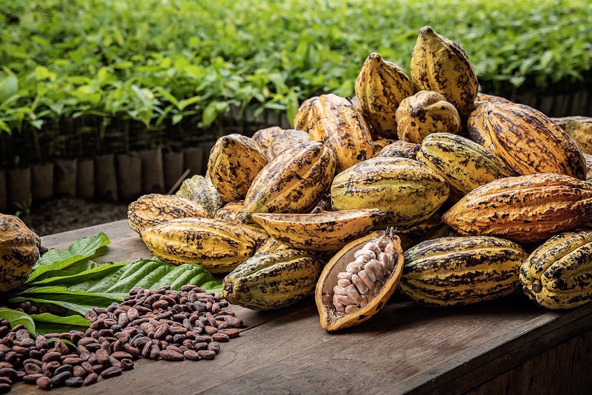 cacao