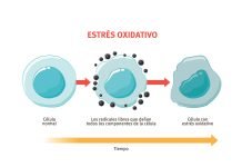 Ácido alfa lipoico: poderoso antioxidante que frena el envejecimiento Ácido alfa lipoico