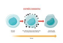 Àcid alfa lipoic: poderós antioxidant que frena l’envelliment Àcid alfa lipoic