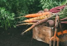 Agricultura ecológica: una alternativa resiliente frente a la sequía sequía
