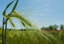 Nature restoration, crucial for resilient food and farming systems