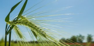 Nature restoration, crucial for resilient food and farming systems