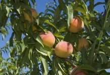 Fruites ecològiques amb més risc de contaminació Préssecs de producció ecològica