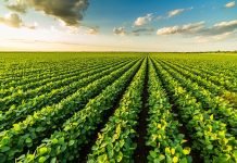 Producción ecológica: reflexiones sobre su situación actual y futura
