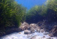Turisme regeneratiu per a preservar la biodiversitat marina ©Restaura Pos