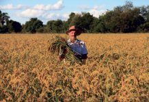 Corporate interests trump freedom of choice and biosafety