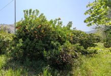 Más biodiversidad en plantaciones frutales: Concluye el proyecto europeo BIOFRUITNET BIOFRUITNET