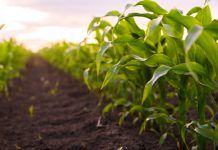 NGT proposal a step backward for biosafety, freedom of choice and consumers’ information