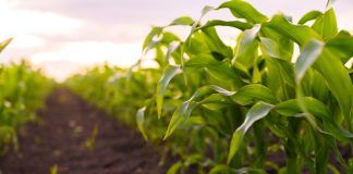 NGT proposal a step backward for biosafety, freedom of choice and consumers’ information