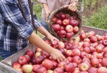 Productos de manzana ecológica certificada de Tirol del Sur y Trentino