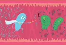 Obesitat, aliments vegetals i microbiota