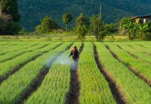 El 60% dels nens i nenes a Espanya presenten rastres de pesticides il·legals en les seves mostres d’orina
