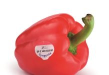 Run on patents continues: How big companies try to monopolize our food crops