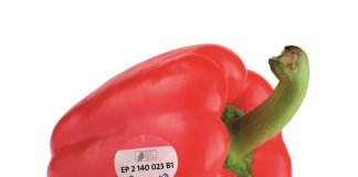 Run on patents continues: How big companies try to monopolize our food crops
