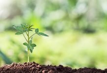 Adoption nature restoration law gives hope for food & farming systems Nature Restoration Law
