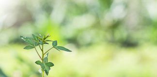 Adoption nature restoration law gives hope for food & farming systems Nature Restoration Law