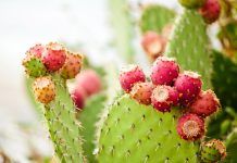 Nopal, superaliment saludable a incloure a la dieta nopal
