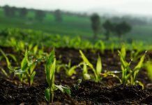 Organic sector calls on Agriculture Ministers to prioritize agroecological innovation over techno-fixes