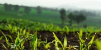 Organic sector calls on Agriculture Ministers to prioritize agroecological innovation over techno-fixes