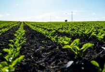 How can organic return to the forefront? With the courage to break with the unanimity of the industry