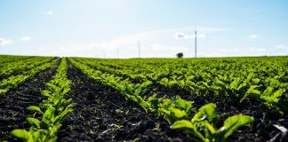 How can organic return to the forefront? With the courage to break with the unanimity of the industry