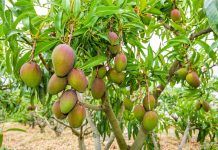 Mango: una fruita tropical exquisida i sucosa mango