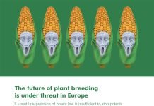 Las patentes de plantas siguen amenazando la cría en Europa