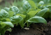 Las patentes sobre variedades vegetales afectan al mercado europeo