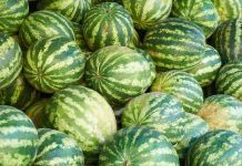 Se mantiene la patente de BASF sobre las sandías: La Oficina Europea de Patentes rechaza la oposición de No Patents on Seeds! watermelons