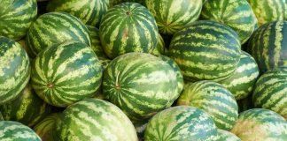 BASF patent on watermelons upheld: European Patent Office rejects No Patents on Seeds! opposition watermelons