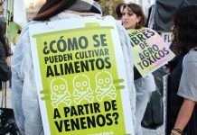 Aliments transgènics comuns a la cistella de la compra Alimentos transgénicos