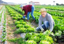Organic and NGTs: what coexistence means for us