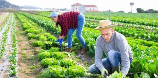Organic and NGTs: what coexistence means for us