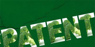 New patent granted on ‘super-broccoli’ broccoli