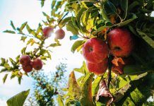 Pomes eco sense ceres, les més sinceres MANZANAS ECO