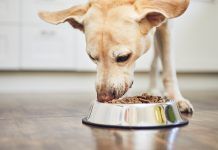 La Unió Europea estableix noves normes ecològiques per als aliments per a mascotes