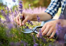 Les plantes que relaxen i redueixen l’ansietat i l’estrès plantas que relajan