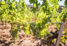 De la vinya al celler: el ressorgiment del vi ecològic a Catalunya vi ecològic