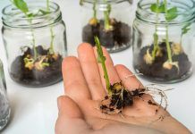 IFOAM Organics Europe welcomes AGRI committee vote on plant reproductive material Nuevas Técnicas de Ingeniería Genética