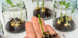 IFOAM Organics Europe welcomes AGRI committee vote on plant reproductive material Nuevas Técnicas de Ingeniería Genética