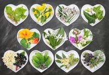 Identificadas cerca de 1.400 especies de plantas medicinales en España, el 22% del total plantas medicinales